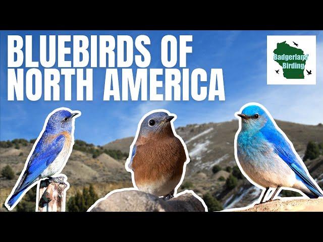 The 3 Bluebirds of North America (Everything You Need To Know)