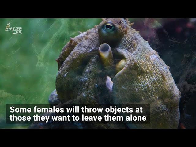 Lady Octopuses ‘Throw’ Objects at Overbearing Males Underwater