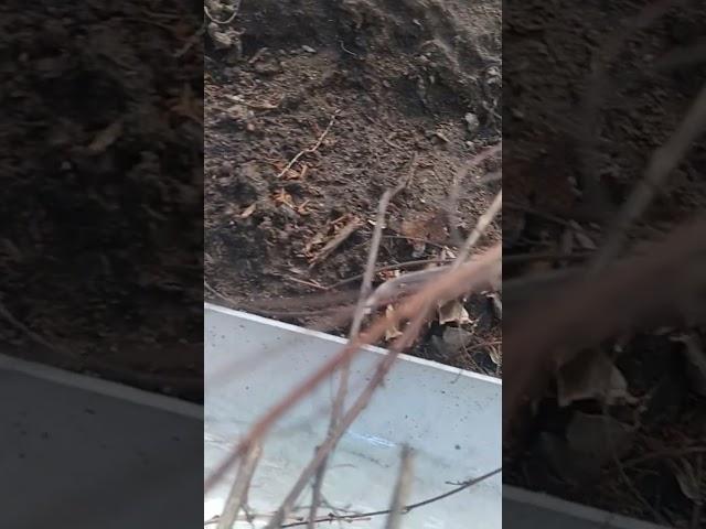 Вода из носика второй бочки льётся в жёлоб и дальше стекает к саженцу ореха грецкого 24-ого Мая