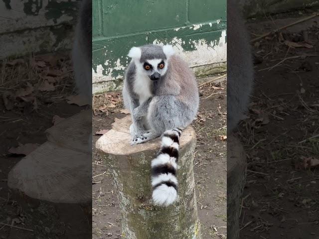 Worlds cutest Ring Tailed Lemur