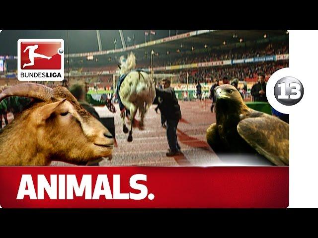 Horses, Dogs and More - Animals in the Bundesliga - Advent Calendar Number 13