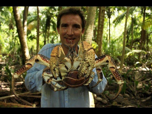 British Indian Ocean Territory – coconut crabs