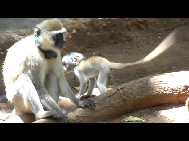 Baby monkey starts to explore