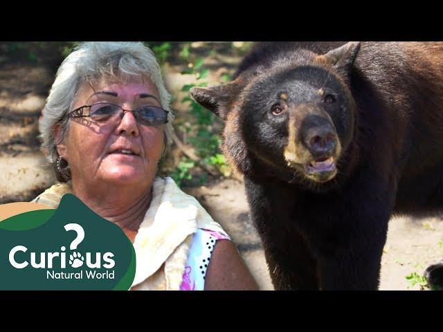 Keeping A Deadly Grizzly Bear As A Predator Pet | Wildlife Documentary | Curious?: Natural World