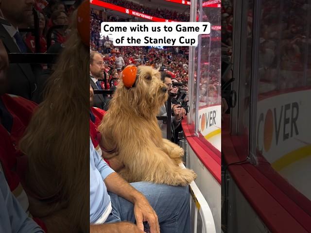 Dog sits front row at Game 7 of Stanley Cup! #goldendoodle #dogdad #nhl #floridapanthers
