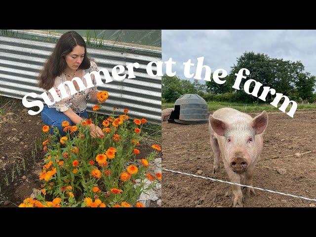 Early Summer on the Farm | Piglets, growing veg, farmer's wife, painting & cottage renovations