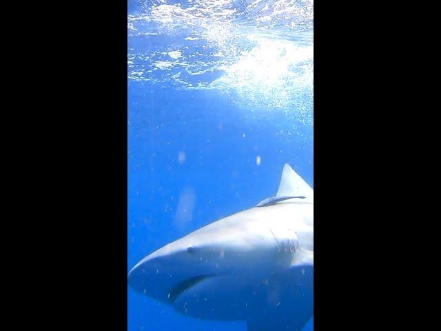 MASSIVE Bull Shark! Shark Fishing in the FLORIDA KEYS!  #SHORTS