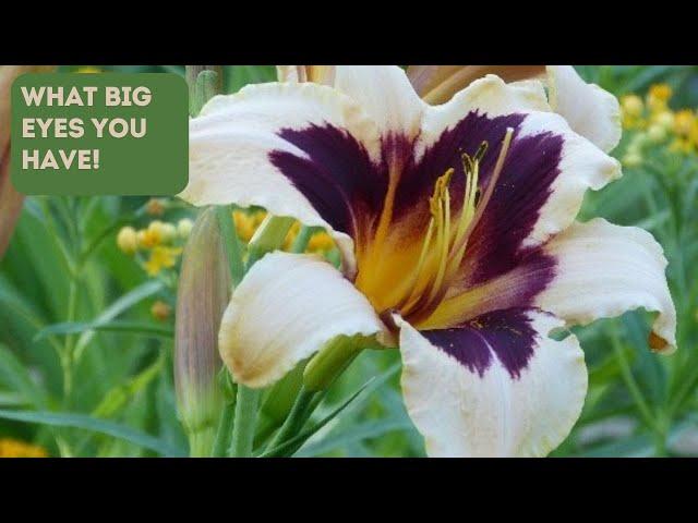 Daylily Eyezones: Eye-Candy for Your Garden