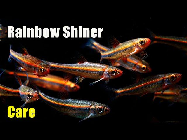 Rainbow Shiners Are Awesome! Care and Breeding