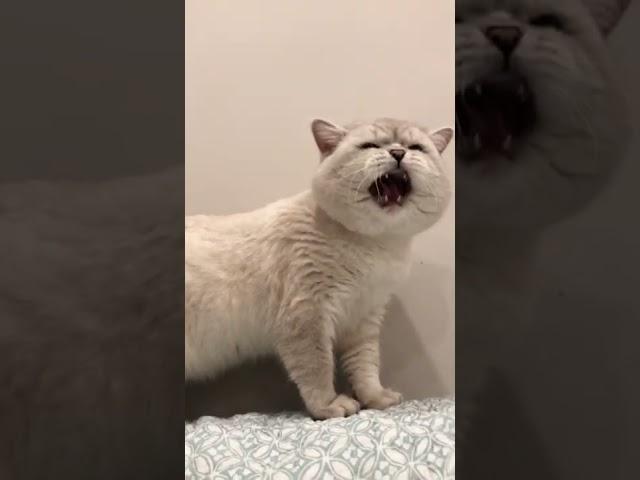 Cat sound to attract catsrealistic multiple meows