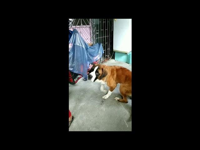 Feeding with patience | St. Bernard hungry