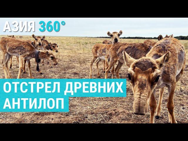 Сайгаки: власти Казахстана против степных животных | АЗИЯ 360°