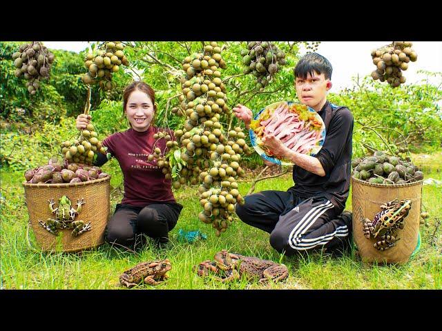 Harvesting Ambarella - A fruit with a shell that resembles a toad Goes to the market sell