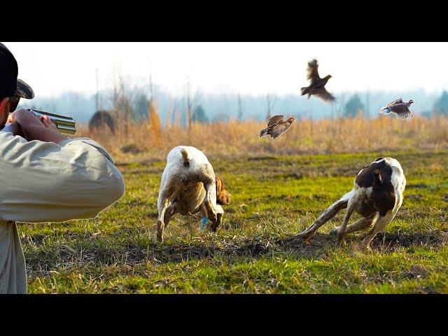 Quail Hunting with Dogs in Mississippi (CATCH CLEAN COOK)