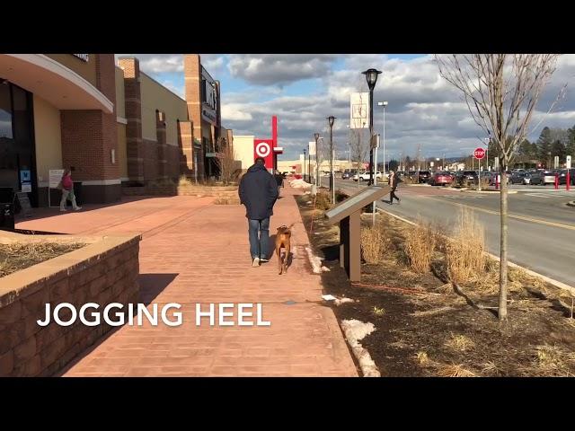 Vizsla Dog Training, Kona, 5 years old: Off Leash K9 Training Lehigh Valley