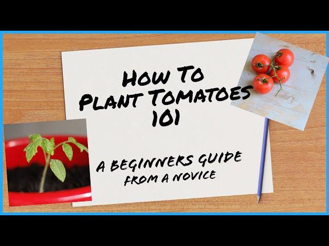 A Novices Guide To Planting Greenhouse Tomatoes | Garden With Rachel | Random With Rachel