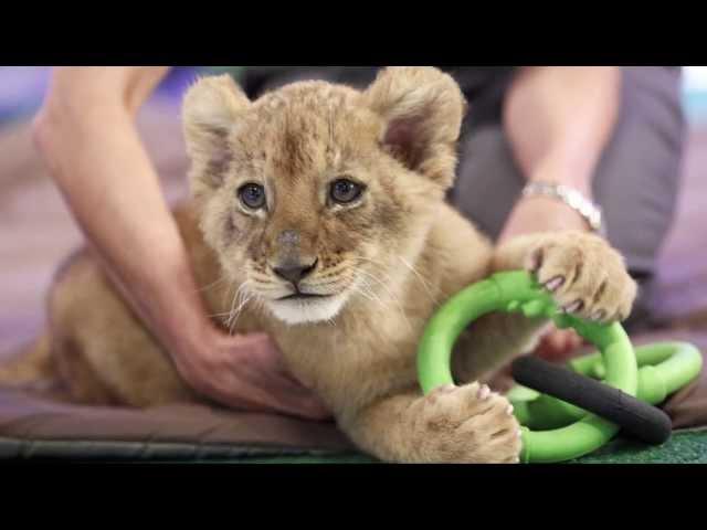 Edge of Africa: Lion Cubs | Busch Gardens Tampa Bay