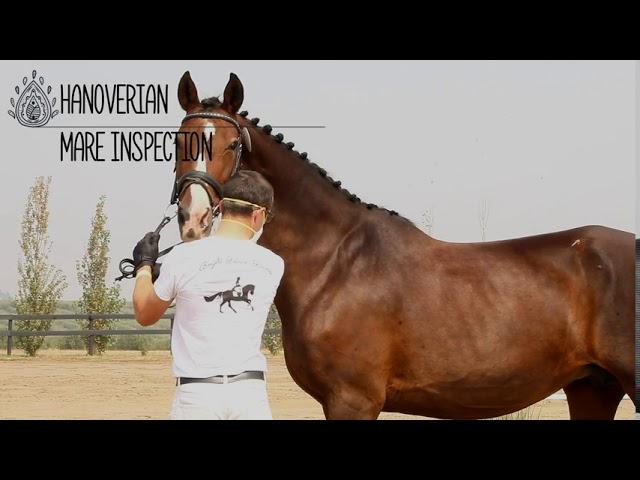 2020 Hanoverian Inspection Compilation