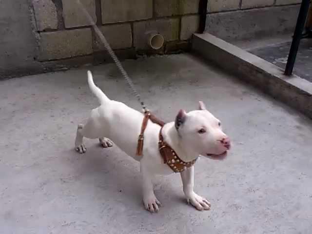 Perro Pitbull De 4 meses