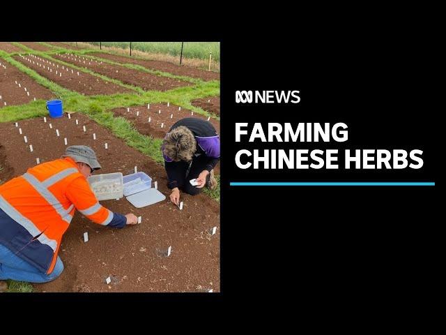 The research farm testing out Australian grown crops of traditional Chinese medicine | ABC News