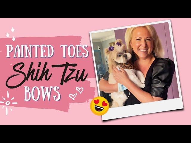 Shih Tzu getting Bows and Toes