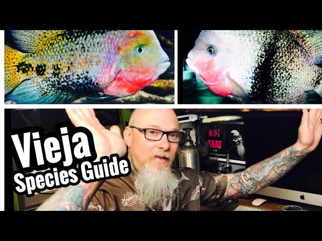 Vieja Cichlid Fish Species & Types