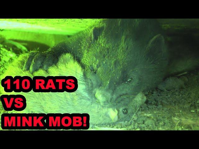 INFESTATION of Rats vs Mob of Mink and Dogs