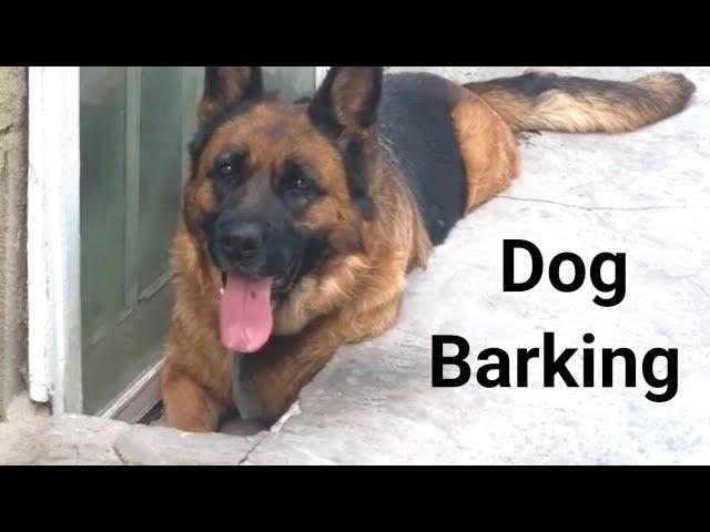 Jarman shepherd dog  barking#viral video #8kvideo