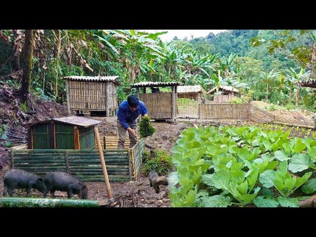 Luu and Phuc build a duck farm to start a business living in the forest | Living With Nature