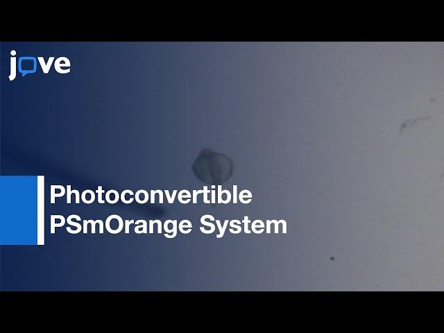 Photoconvertible PSmOrange System for Tracking Cells in GFP- transgene | Protocol Preview