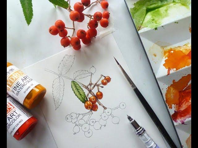 Botanical illustration of a rowan berry in real time, with step by step commentary