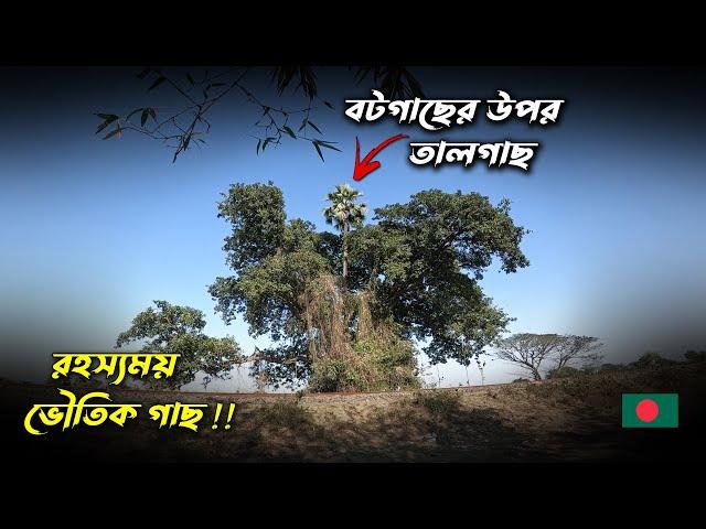 এখনো গ্রামবাসী ভয় পায় এই গাছকে! অশরীরীদের দেখা মেলে এখানে! Mysterious Tree Bangladesh