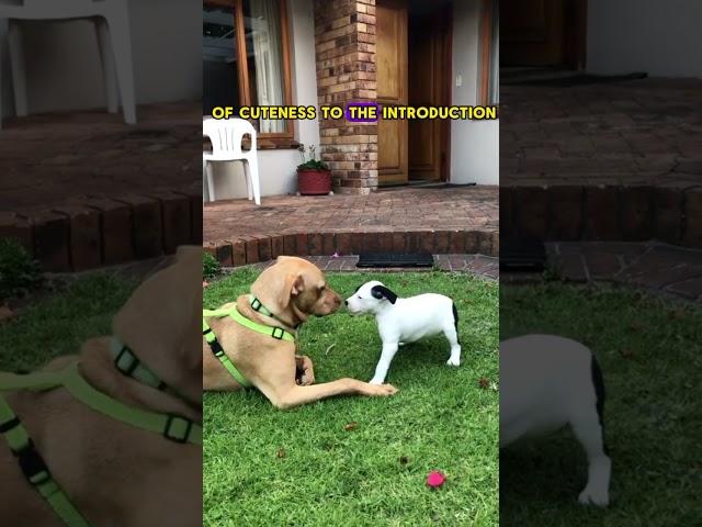 This dog started waving to another dog ️