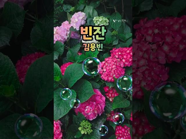 수국이 너무 아름답죠?? [빈잔-김용빈] #쇼츠 #shorts #김용빈 #김용빈노래 #빈잔 #수국 #건강한중년 #갱년기 #갱년기극복