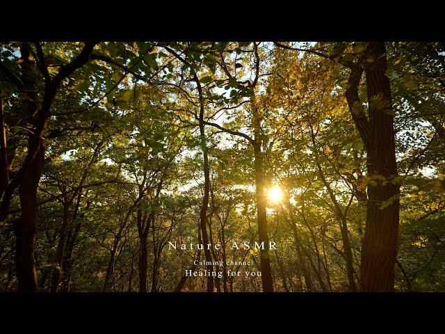 Comfortable sound of leaves blowing in the wind, calming forest scenery ASMR  Sounds of nature