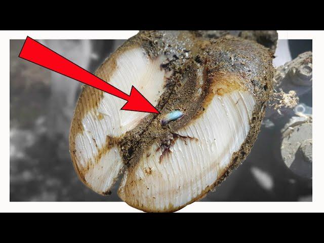 FOUND SOMETHING IN COWS FOOT **FIRST TIME EVER!**