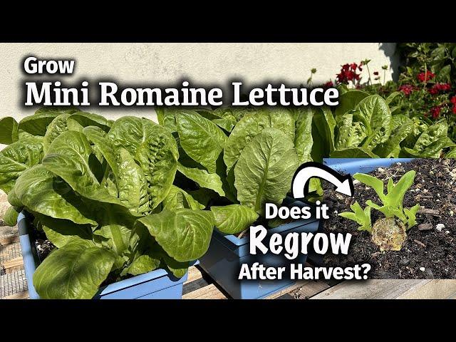 How to Grow Mini Romaine or Little Gem Lettuce from Seed | Will it regrow after harvest??