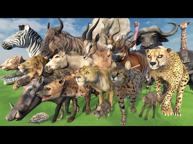 African Animals SPEED Comparison in 3D Animation | Realistic World Data