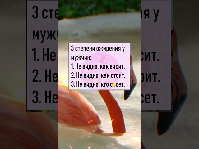 Анекдот дня #настроение #анекдот #прикол #юмор #анекдоты #мем #смех #приколы