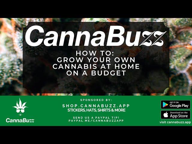 How to Create a Budget Home Grow - CannaBuzz LIVE