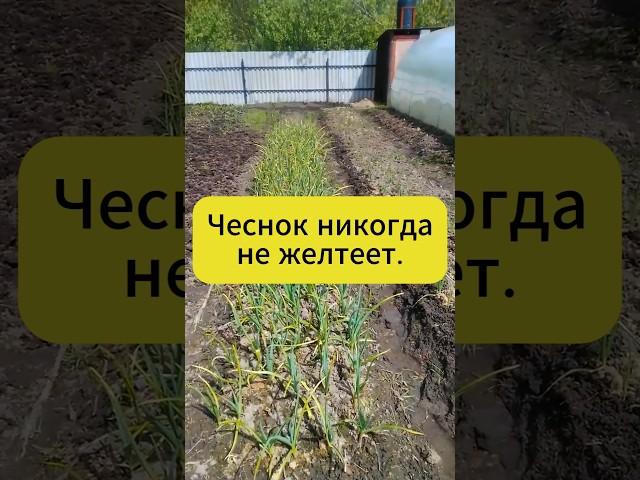 Чеснок больше никогда не желтеет! #дача #огород #сад #чеснок #подкормка #лайфхак #советы