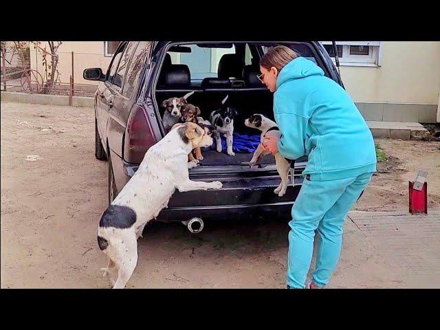 Mama Dog Reunited with her Stolen Puppies... She is Crying from Happiness