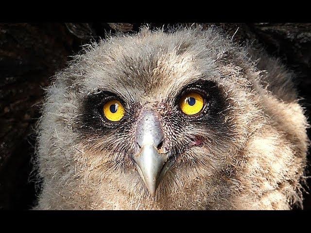 Рыбный филин. Blakiston's fish owl. Проверка гнёзд. Заповедник "Курильский" | Film Studio Aves
