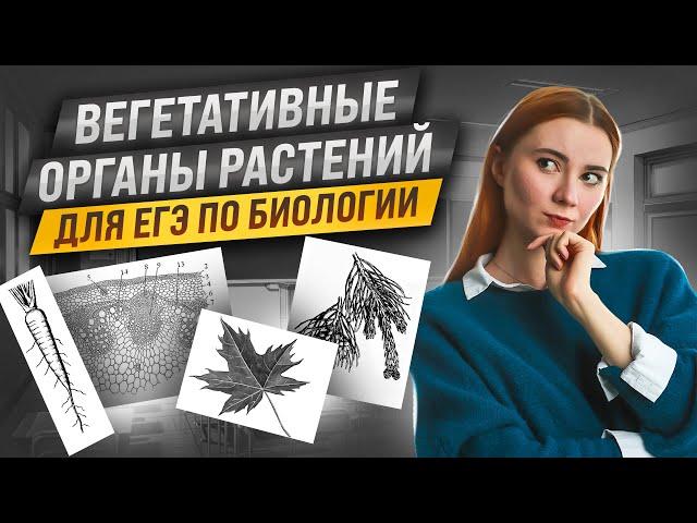 Вегетативные органы растений и их видоизменения | ЕГЭ биология