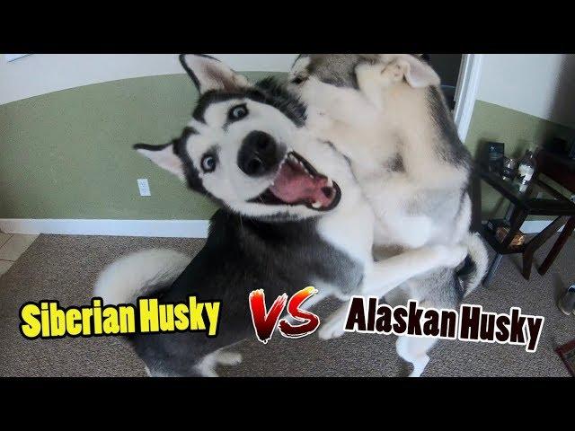 Siberian Husky vs Alaskan Husky - WATCH BEFORE YOU CHOOSE!