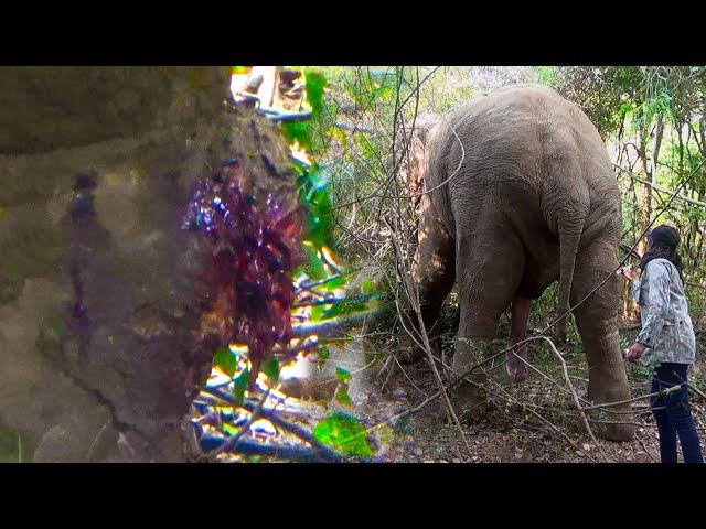 People who helped the elephant with an injured leg. SL WILD TV