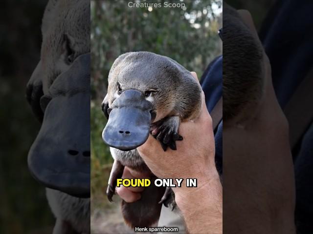 Meet the Platypus: The Venomous, Egg-Laying Mammal of Australia!