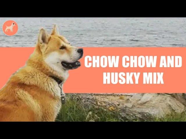 Chusky (Chow Chow and Husky Mix): Your Complete Guide