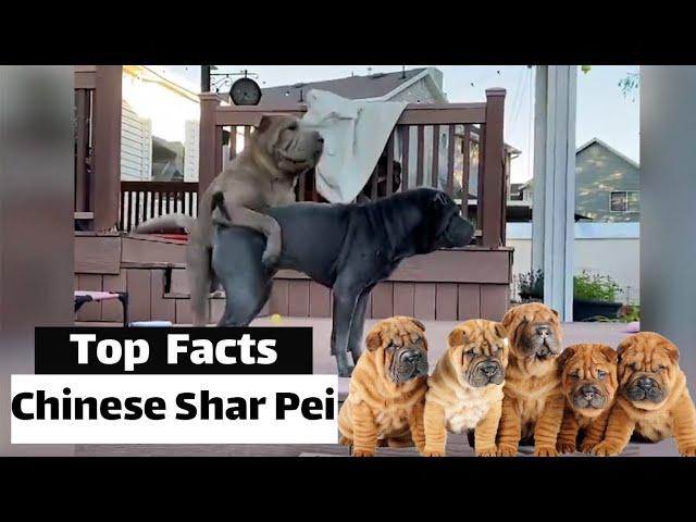Chinese Shar Pei - Top  Facts