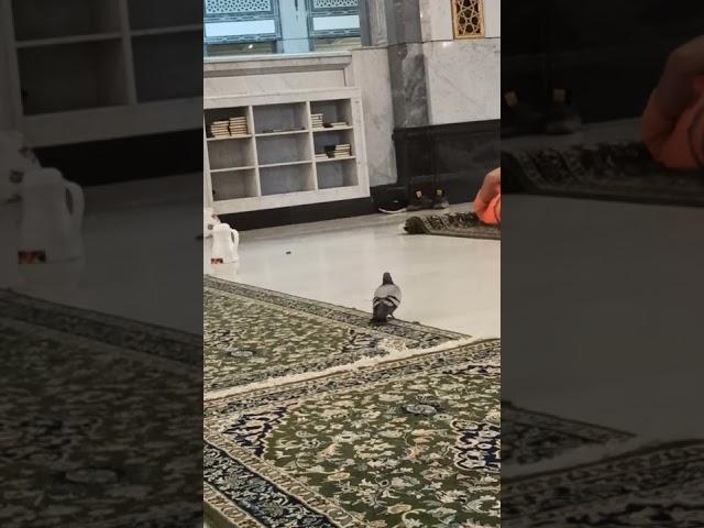 #альхараммечити